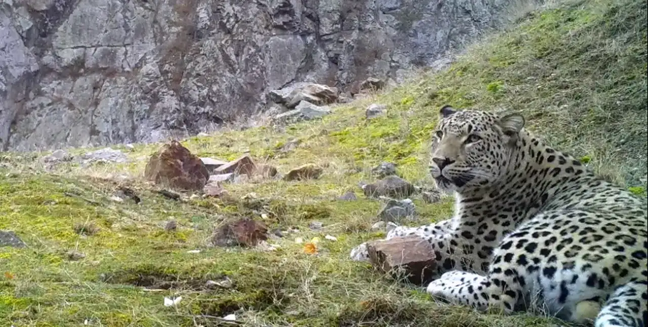 Anadolu Parsına Zarar Vermek Artık 45 Milyon TL 7